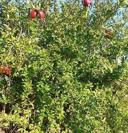 Sole E Fiori Di Sicilia * Valderice