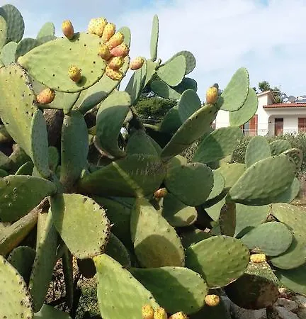 Apartment Sole E Fiori Di Sicilia