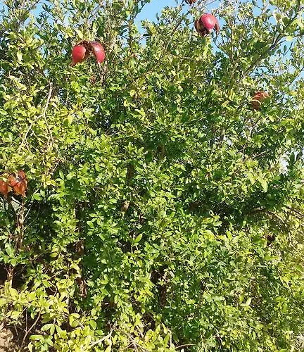 Sole E Fiori Di Sicilia * Вальдериче