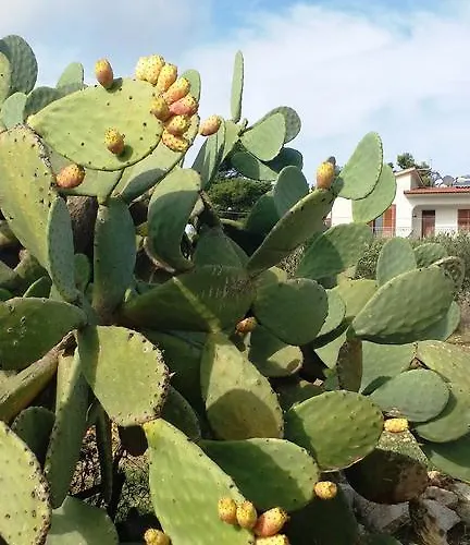 Апартаменты Sole E Fiori Di Sicilia