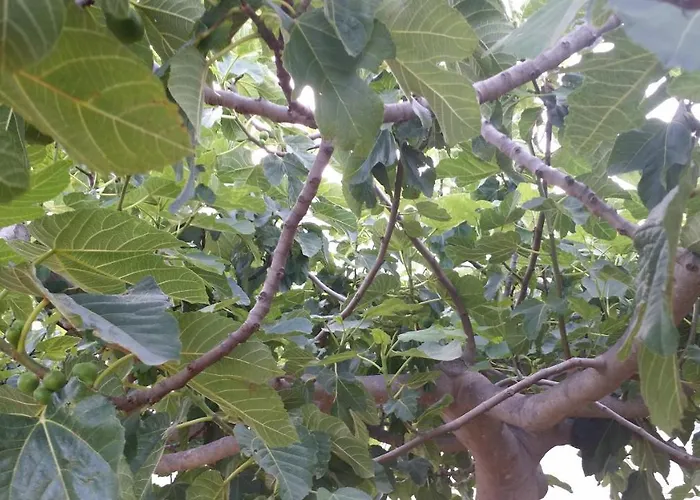 Sole E Fiori Di Sicilia Апартаменты Вальдериче